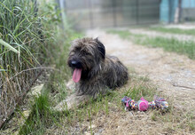 SOMMER, Hund, Mischlingshund in Rumänien - Bild 6