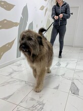SOMMER, Hund, Mischlingshund in Rumänien - Bild 8