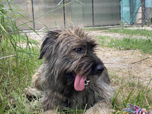 SOMMER, Hund, Mischlingshund in Rumänien - Bild 9