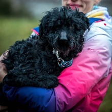 ORIANNA, Hund, Pumi-Puli-Mix in Ungarn - Bild 1