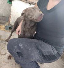 CSILLAG, Hund, Mischlingshund in Ungarn - Bild 6