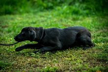 KUSZKUSZ, Hund, Mischlingshund in Ungarn - Bild 5