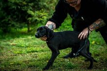 KUSZKUSZ, Hund, Mischlingshund in Ungarn - Bild 6