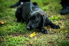 KUSZKUSZ, Hund, Mischlingshund in Ungarn - Bild 7