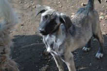 ZOLA, Hund, Mischlingshund in Bulgarien - Bild 1