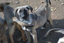ZOLA, Hund, Mischlingshund in Bulgarien - Bild 2