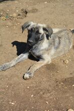 ZOLA, Hund, Mischlingshund in Bulgarien - Bild 3