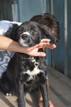 FYNN, Hund, Mischlingshund in Bulgarien - Bild 2