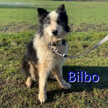BILBO, Hund, Mischlingshund in Bremervörde