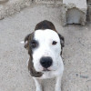 HELGA, Hund, Staffordshire Bull Terrier-Mix in Spanien - Bild 1