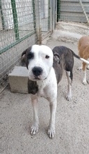 HELGA, Hund, Staffordshire Bull Terrier-Mix in Spanien - Bild 3