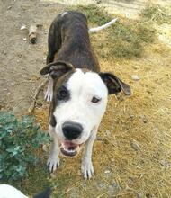 HELGA, Hund, Staffordshire Bull Terrier-Mix in Spanien - Bild 5