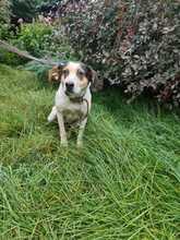 LISA, Hund, Mischlingshund in Quickborn - Bild 4