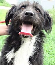 COOPER, Hund, Mischlingshund in Rumänien - Bild 10