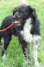 COOPER, Hund, Mischlingshund in Rumänien - Bild 11
