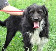 COOPER, Hund, Mischlingshund in Rumänien - Bild 2
