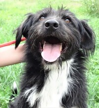 COOPER, Hund, Mischlingshund in Rumänien - Bild 3