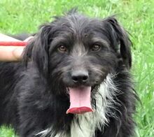 COOPER, Hund, Mischlingshund in Rumänien - Bild 5