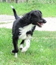 COOPER, Hund, Mischlingshund in Rumänien - Bild 7