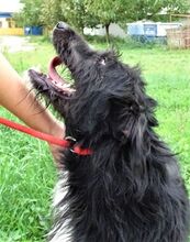 COOPER, Hund, Mischlingshund in Rumänien - Bild 8