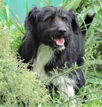 COOPER, Hund, Mischlingshund in Rumänien - Bild 9