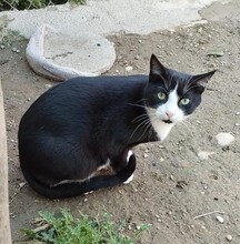 HANOI, Katze, Hauskatze in Spanien - Bild 1
