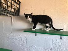 HANOI, Katze, Hauskatze in Spanien - Bild 10