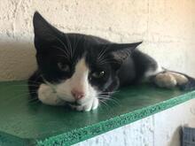 HANOI, Katze, Hauskatze in Spanien - Bild 11