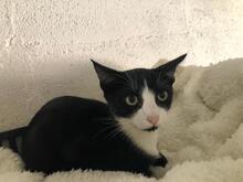 HANOI, Katze, Hauskatze in Spanien - Bild 14