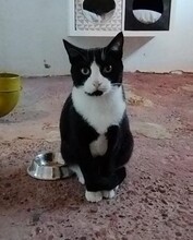 HANOI, Katze, Hauskatze in Spanien - Bild 2
