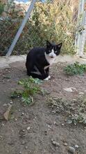 HANOI, Katze, Hauskatze in Spanien - Bild 4