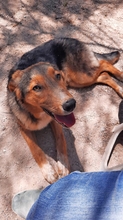ATLAS, Hund, Mischlingshund in Griechenland - Bild 11