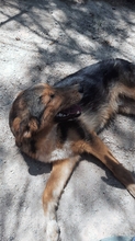 ATLAS, Hund, Mischlingshund in Griechenland - Bild 12