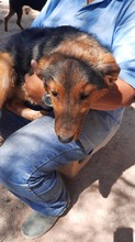 ATLAS, Hund, Mischlingshund in Griechenland - Bild 14