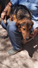 ATLAS, Hund, Mischlingshund in Griechenland - Bild 15