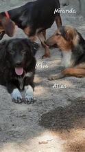 ATLAS, Hund, Mischlingshund in Griechenland - Bild 17