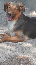 ATLAS, Hund, Mischlingshund in Griechenland - Bild 19