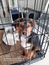ATLAS, Hund, Mischlingshund in Griechenland - Bild 3