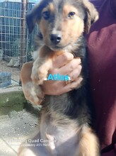 ATLAS, Hund, Mischlingshund in Griechenland - Bild 6