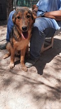 ATLAS, Hund, Mischlingshund in Griechenland - Bild 8
