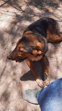 ATLAS, Hund, Mischlingshund in Griechenland - Bild 9