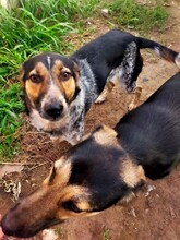 AMBA, Hund, Mischlingshund in Rumänien - Bild 12