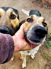 AMBA, Hund, Mischlingshund in Rumänien - Bild 14