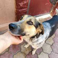AMBA, Hund, Mischlingshund in Rumänien - Bild 3