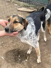 AMBA, Hund, Mischlingshund in Rumänien - Bild 5