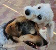 AMBA, Hund, Mischlingshund in Rumänien - Bild 7