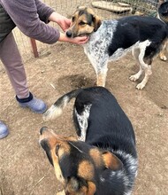 AMBA, Hund, Mischlingshund in Rumänien - Bild 8