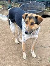 AMBA, Hund, Mischlingshund in Rumänien - Bild 9