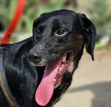 PANTY, Hund, Mischlingshund in Italien - Bild 1