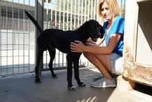 PANTY, Hund, Mischlingshund in Italien - Bild 12